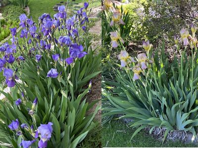 Bearded IRIS Rhizomes SEE PHOTOS