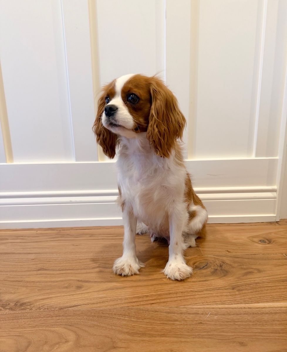 Cavalier King Charles Spaniels Looking for Their New Homes