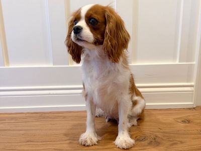 Cavalier King Charles Spaniels Looking for Their New Homes