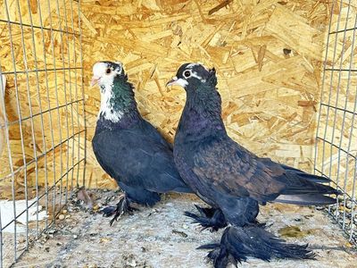 Birds