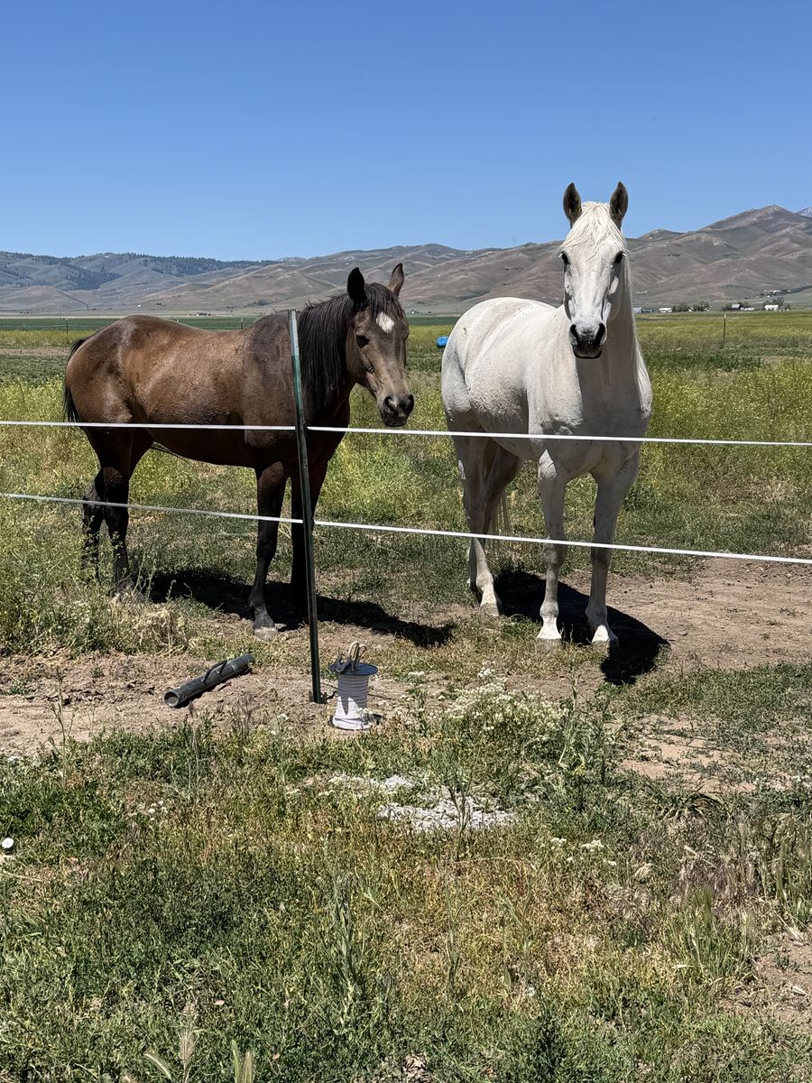 Trail Horses