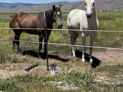 Trail Horses