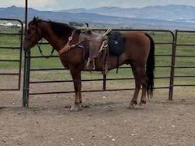 5 YR OLD GELDING - CAN DELIVER FOR A FEE