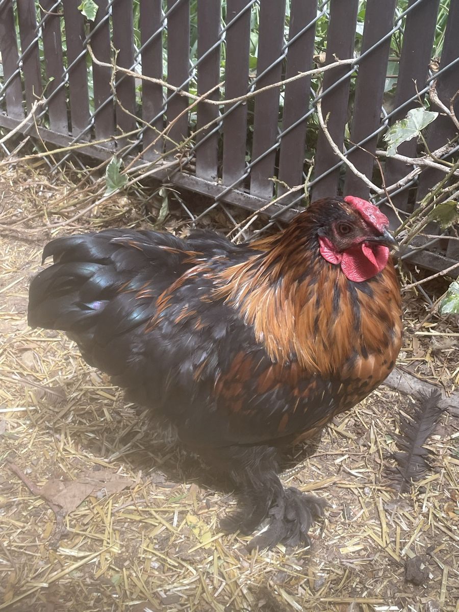 FREE bantam silkie rooster