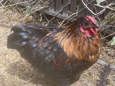 FREE bantam silkie rooster