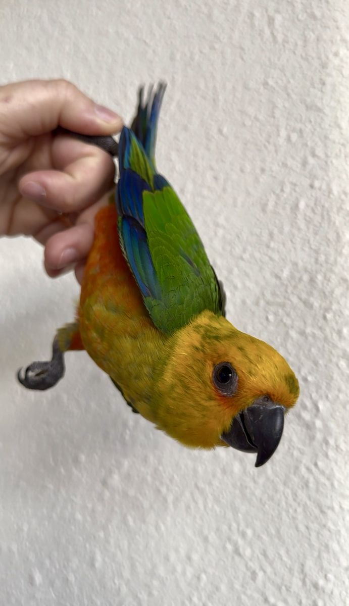 Handfeeding Jenday Conure Babies