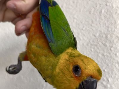 Handfeeding Jenday Conure Babies