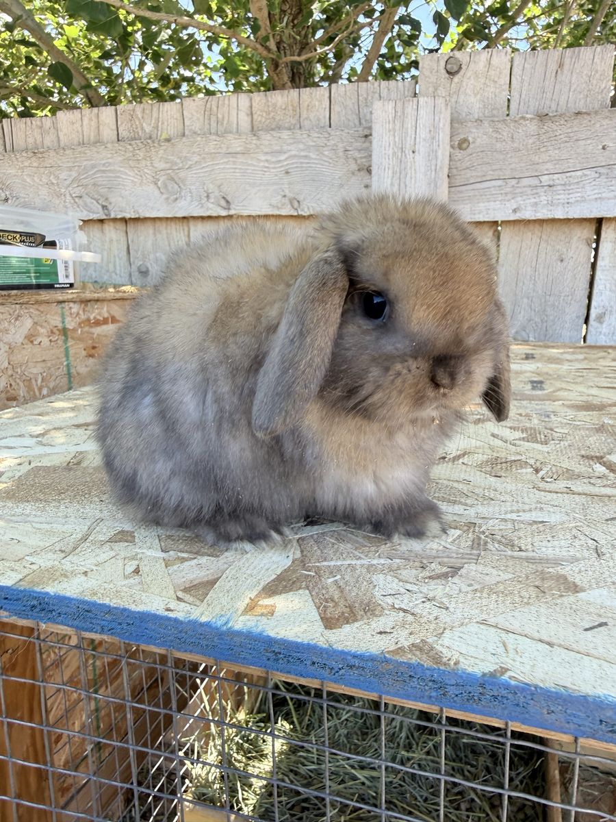 Holland lop doe