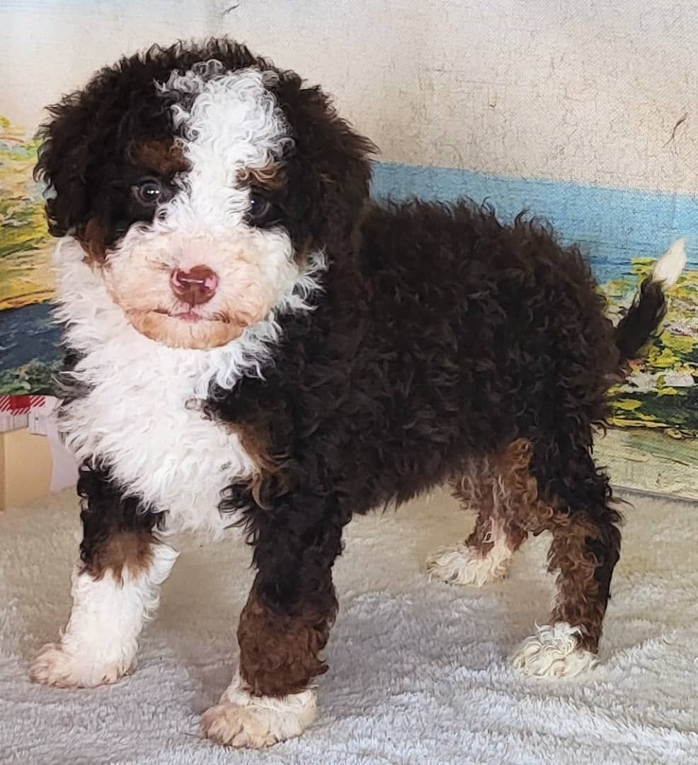 Boy Apple - Micro Bernedoodle $1400