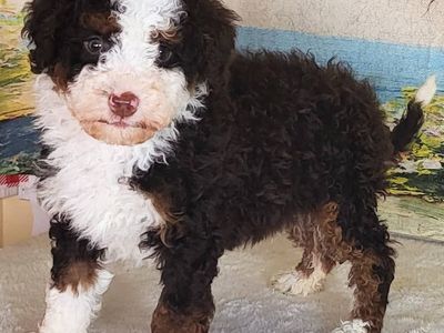 Boy Apple - Micro Bernedoodle $1400
