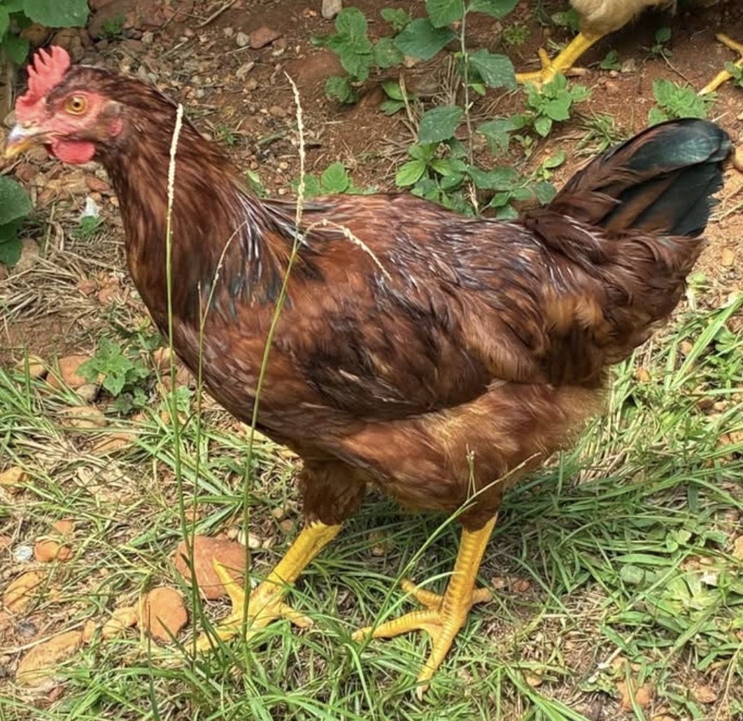 FREE Rooster