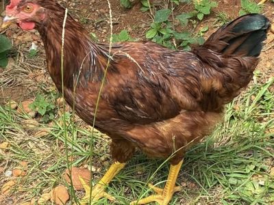 FREE Rooster