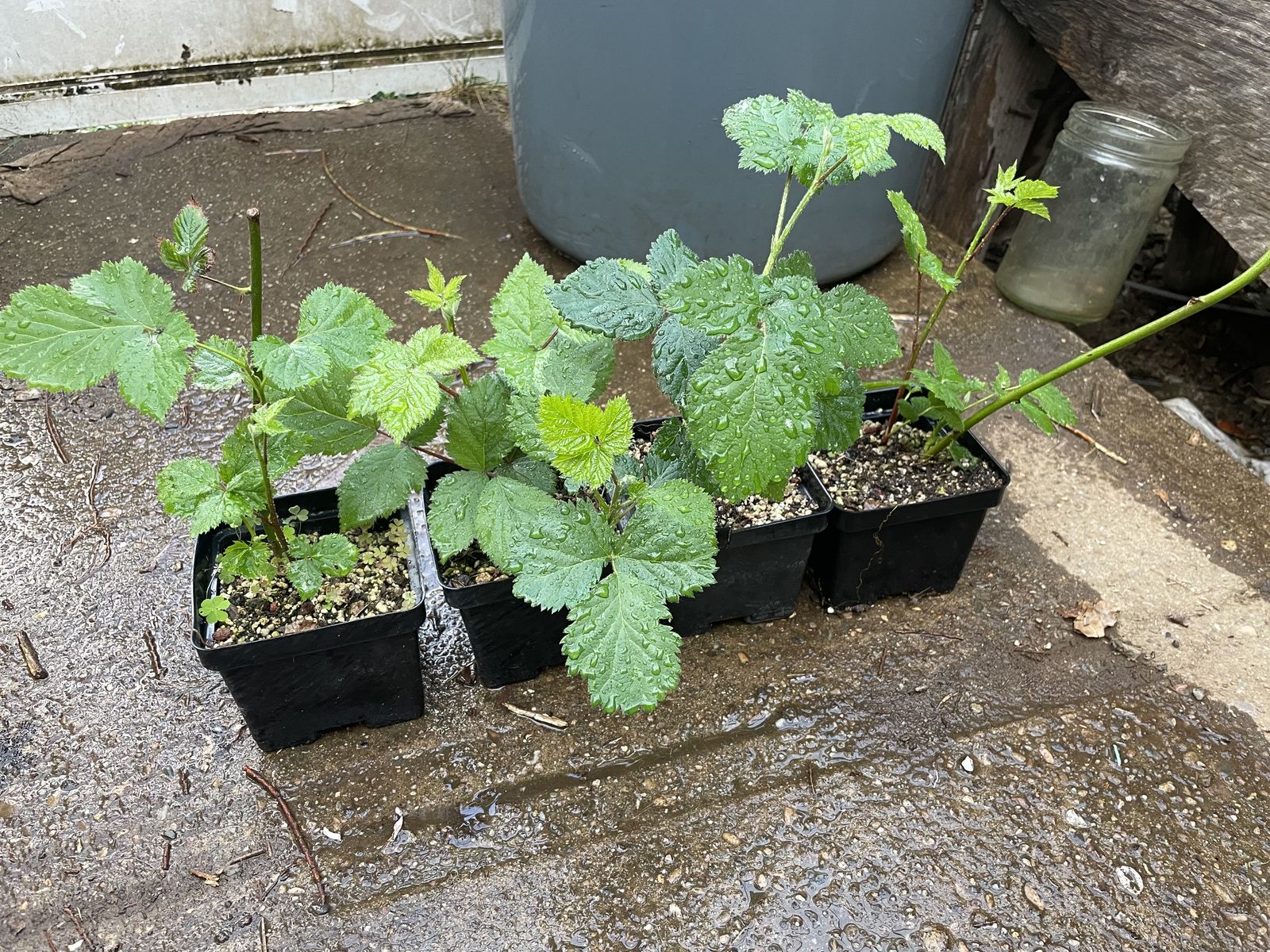 Triple Crown Thornless Blackberry Starts