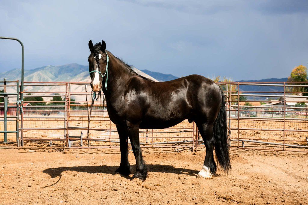 Gypsy Vanner / Friesian Gelding (8 years old)