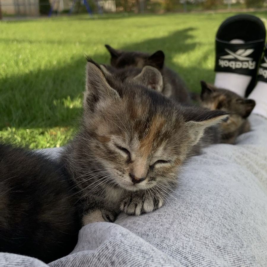 Adorable Kittens