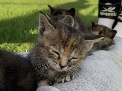 Adorable Kittens