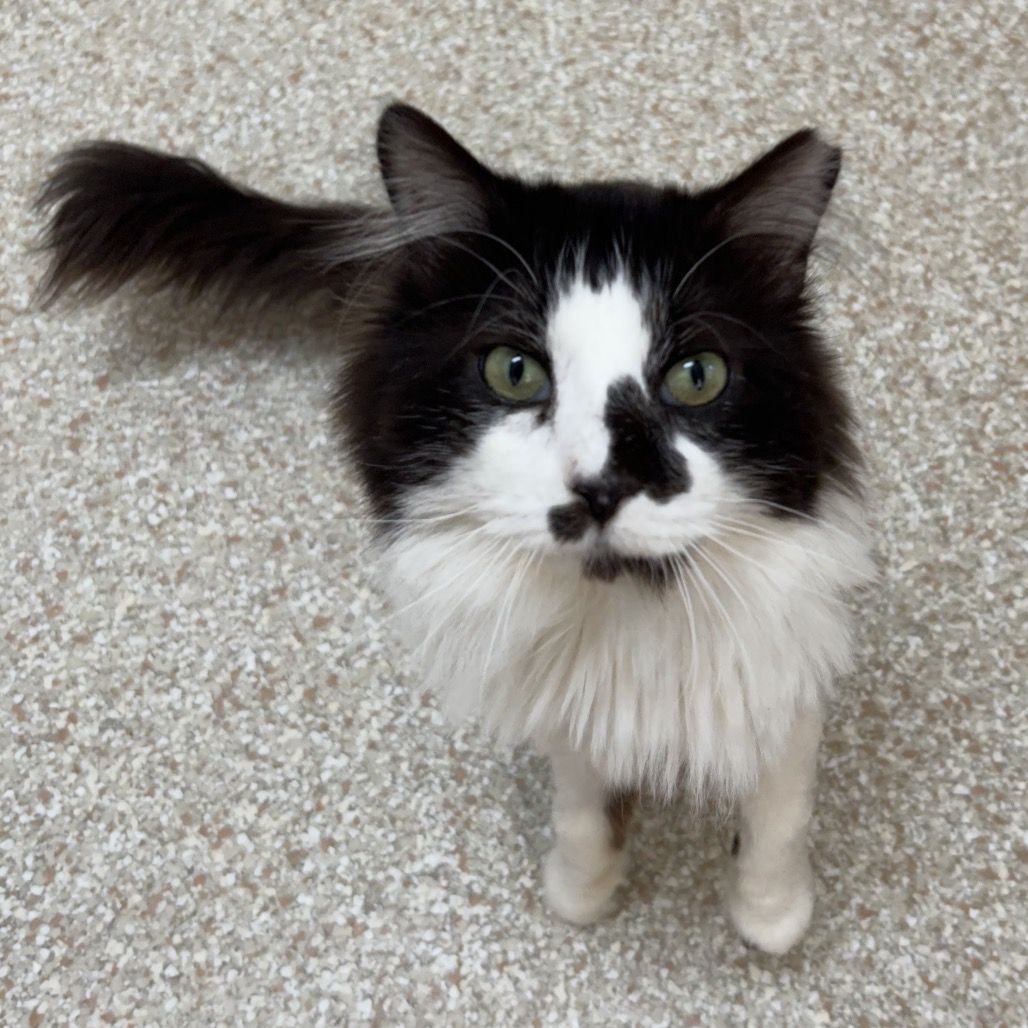 Hello my name is Spinner