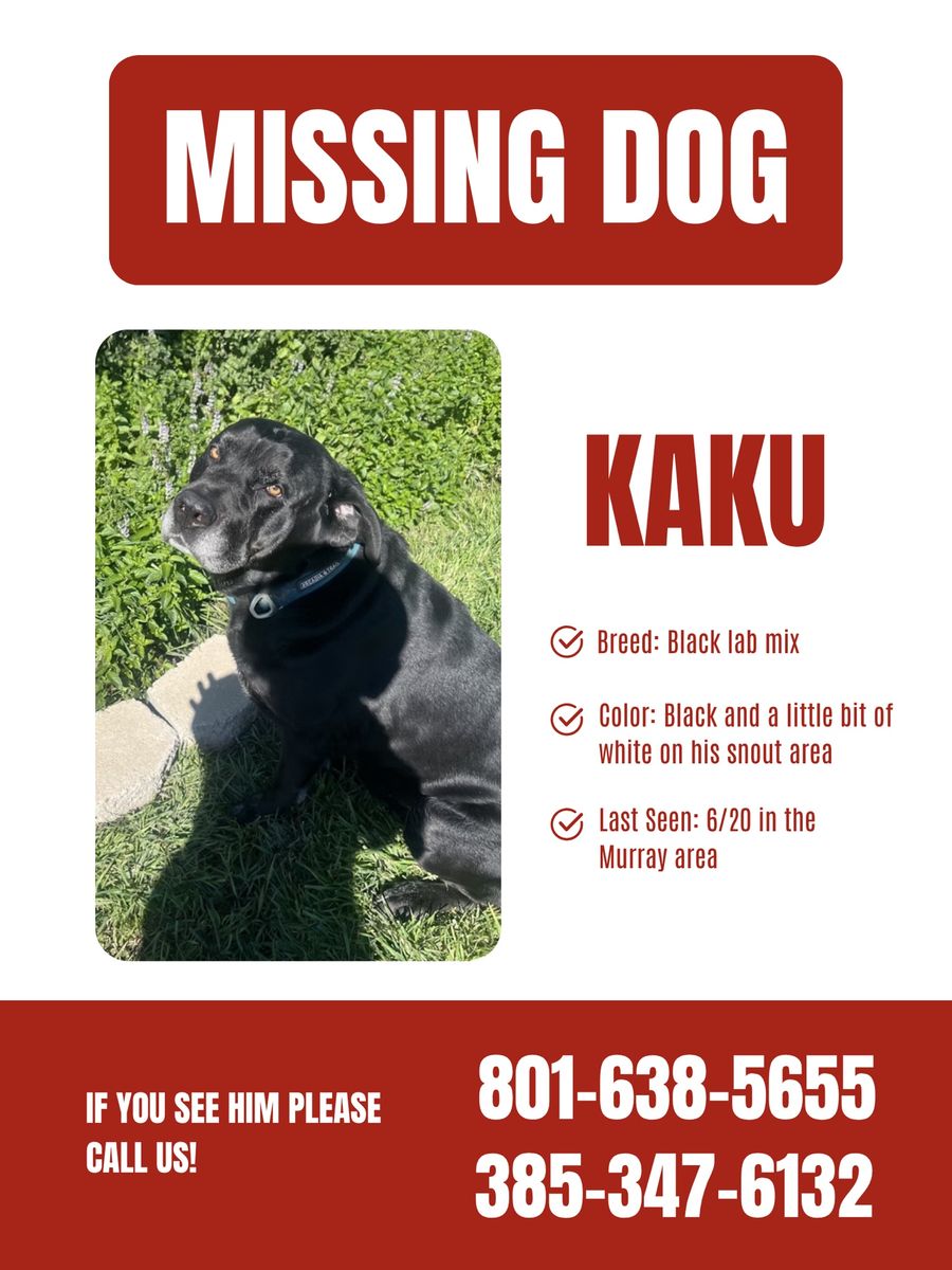 LOST BLACK DOG MISSING BLACK LAB MIX