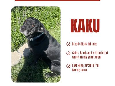 LOST BLACK DOG MISSING BLACK LAB MIX