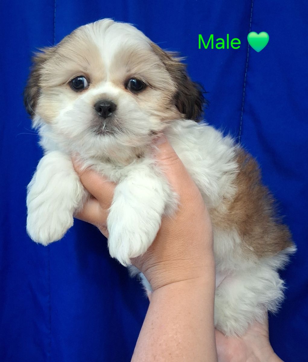 SHIH TZU PUREBRED FEMALE & MALE