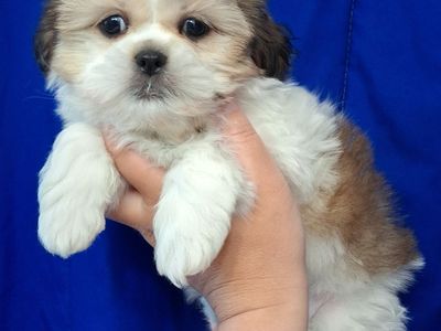 SHIH TZU PUREBRED FEMALE & MALE