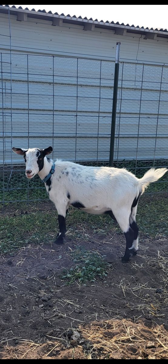 Baby goats for sale