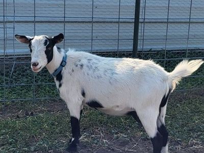 Baby goats for sale
