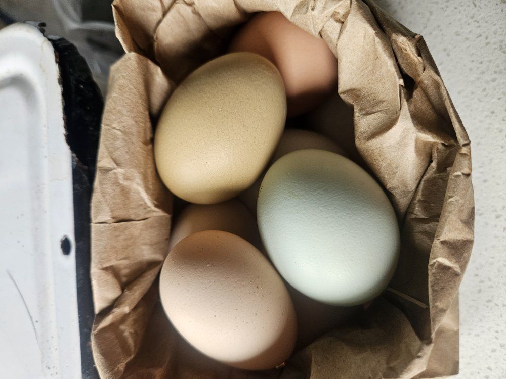 free range soy free farm fresh multi colored eggs