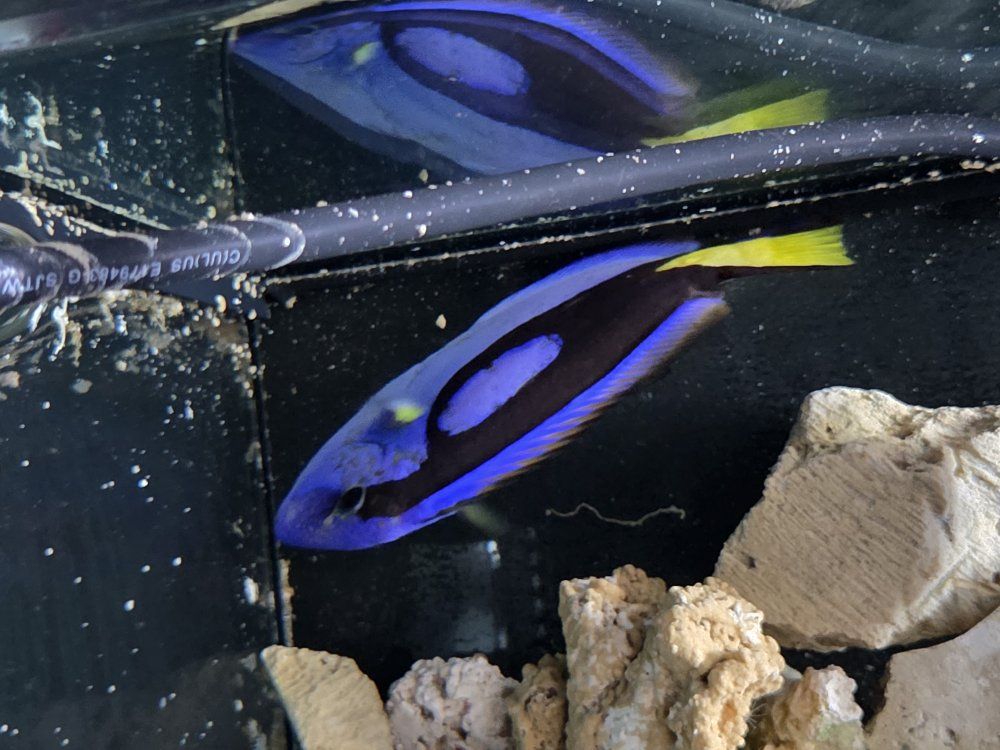 Blue Tang