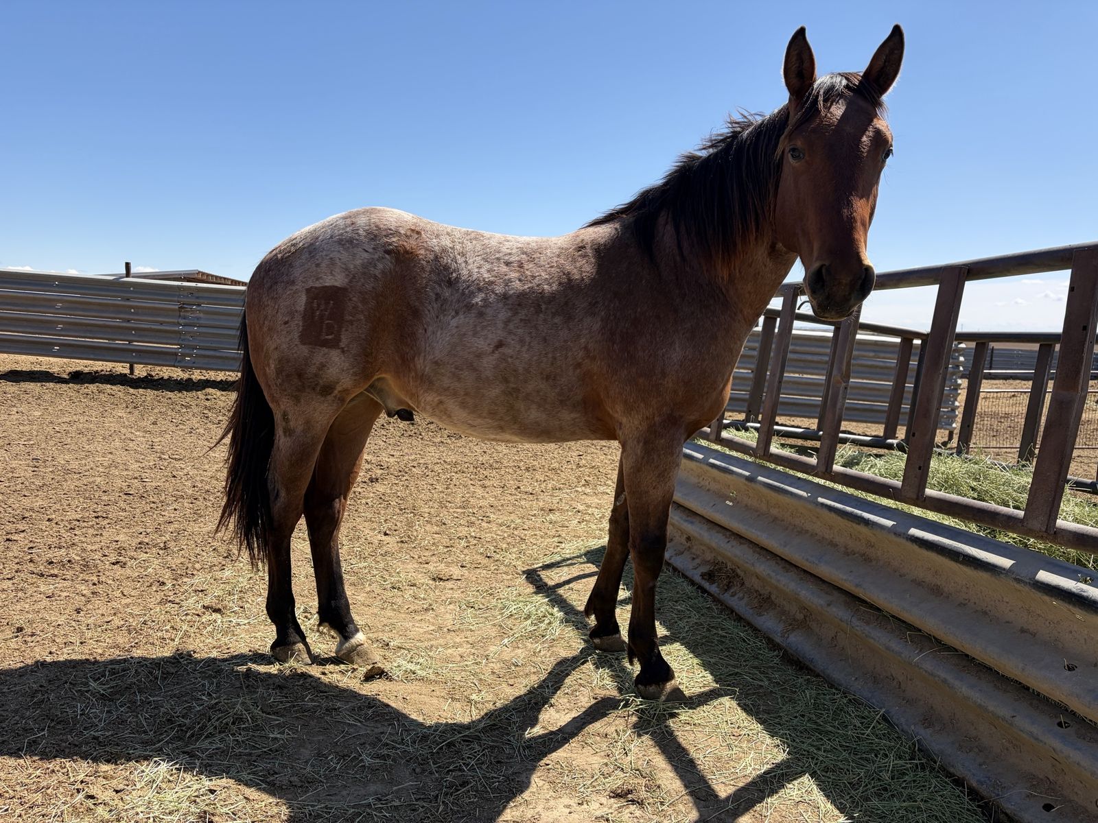Bay Roan Draft Cross 2 yr old Gelding