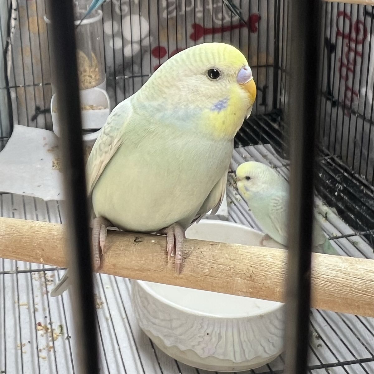 Baby Parakeets