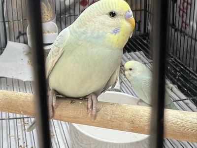 Baby Parakeets