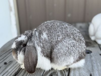 Mini Lops • Holland Lops • Bunnies • Rabbits