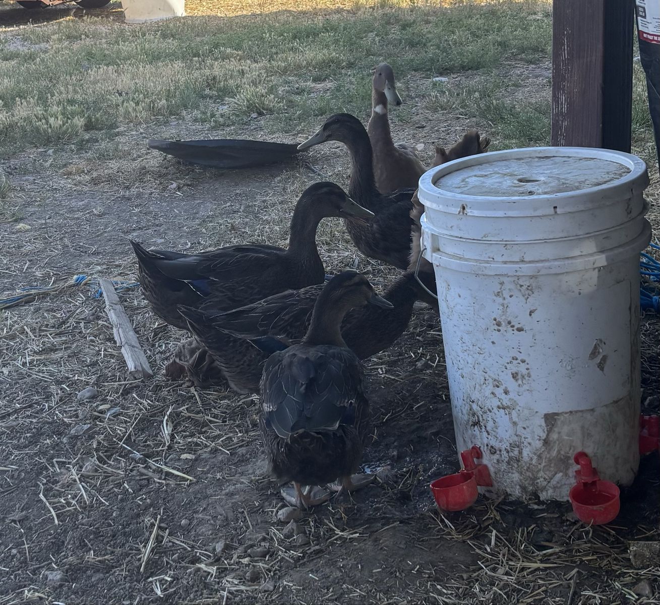 Two Drake Rouen ducks