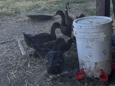 Two Drake Rouen ducks
