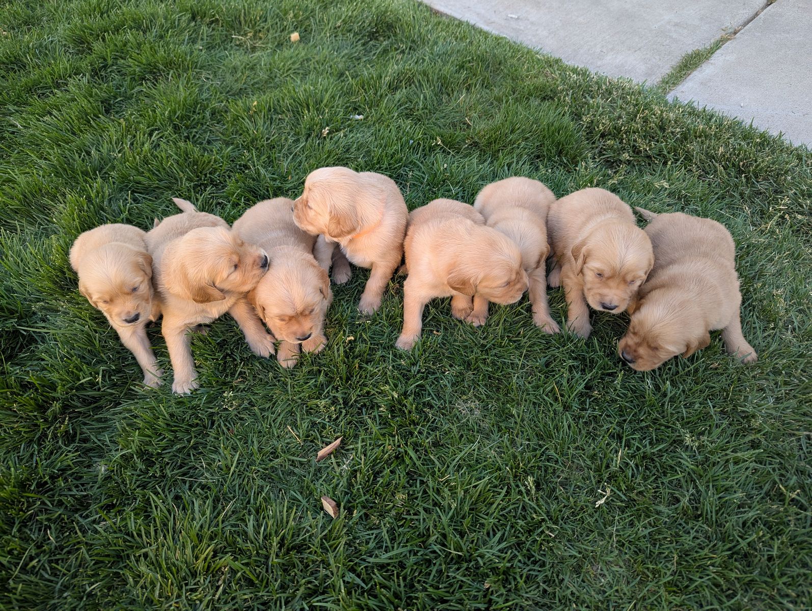 AKC Golden Retriever Puppies
