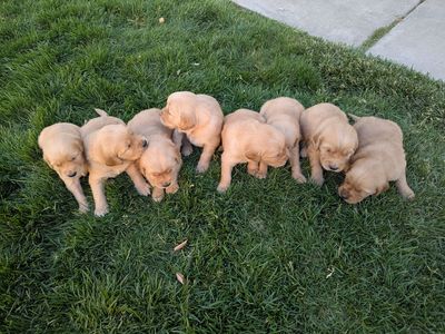 AKC Golden Retriever Puppies