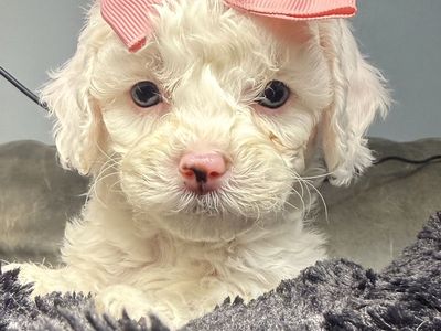 Mini Golden Cavapoo Puppies