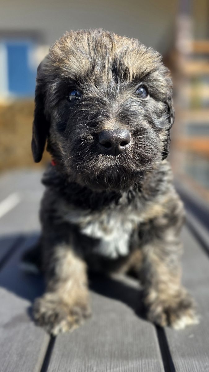 Irish Wolfhound Poodle Wolfadoodle