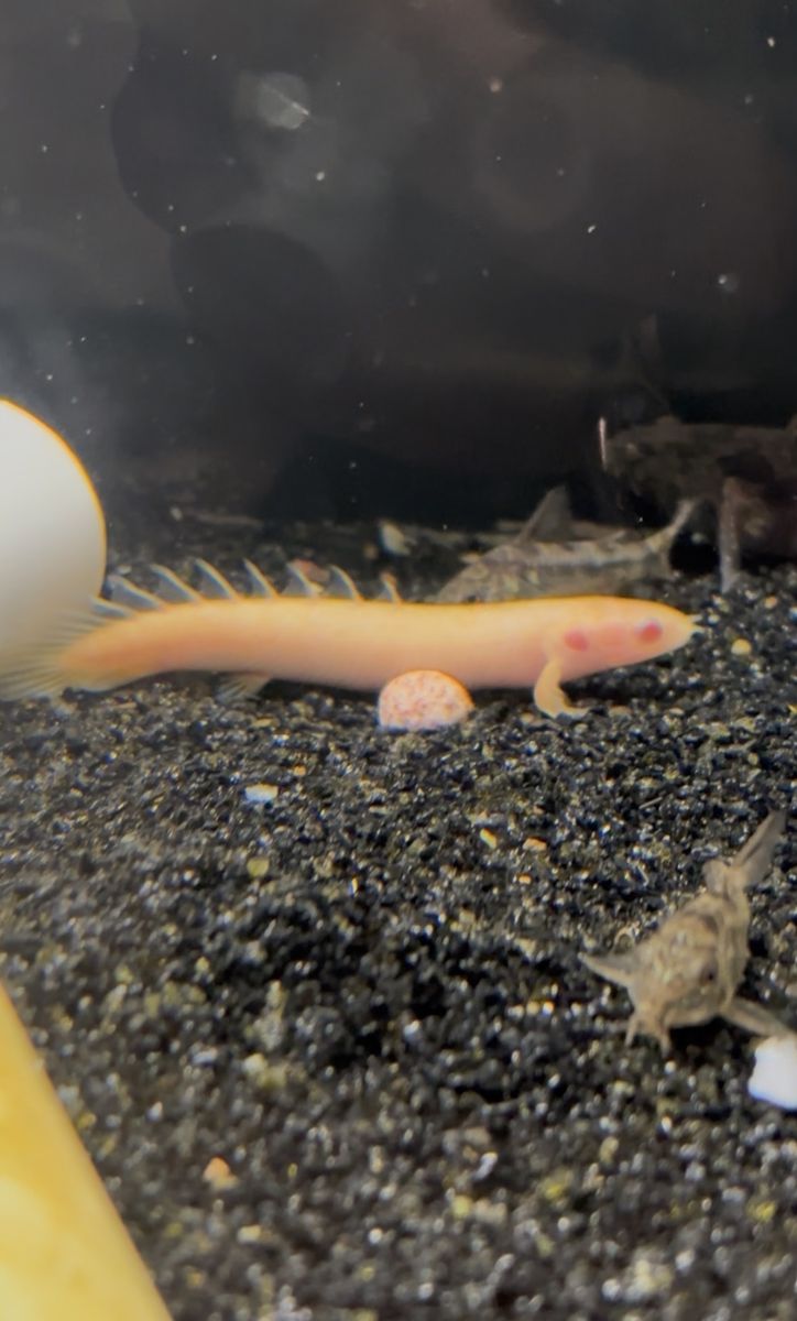 monster fish bundle