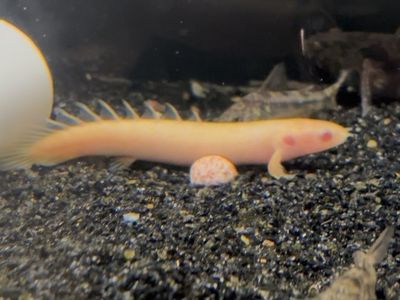 monster fish bundle