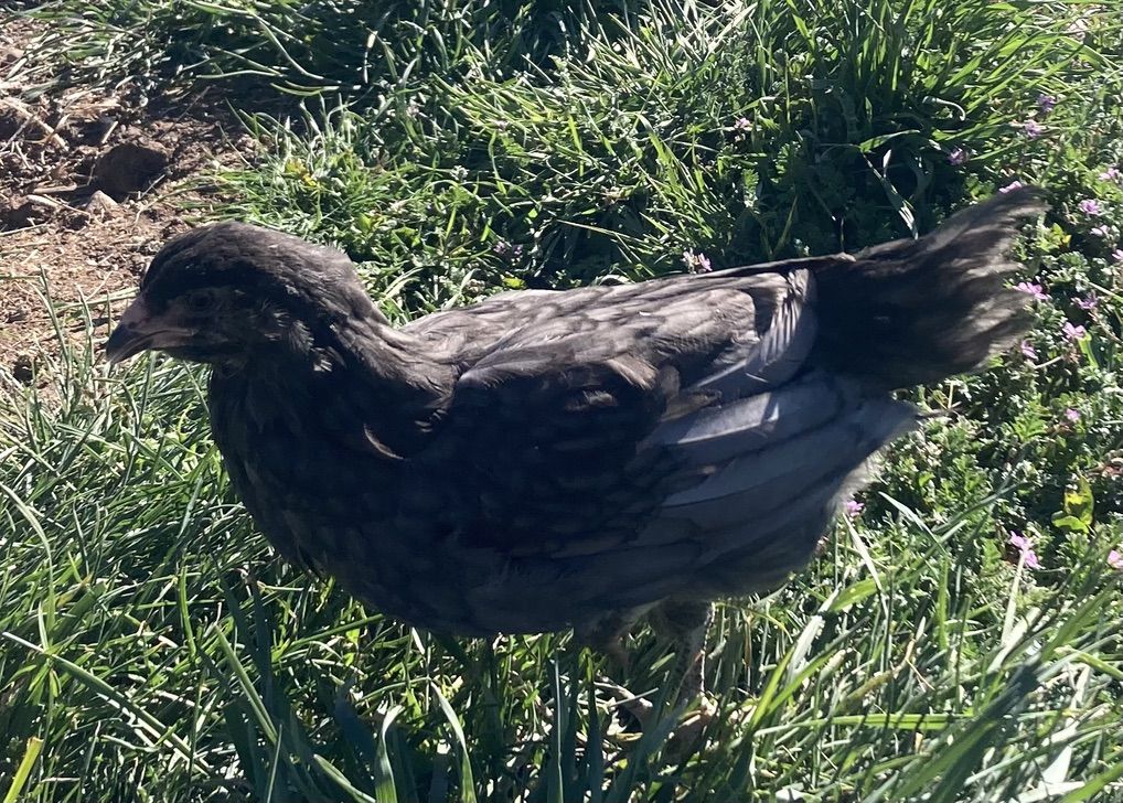 Female 8 Week Chicks Pullets - Ameraucauna