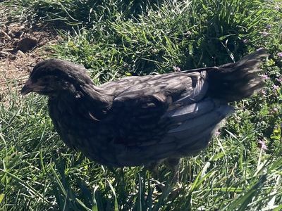 Female 8 Week Chicks Pullets - Ameraucauna