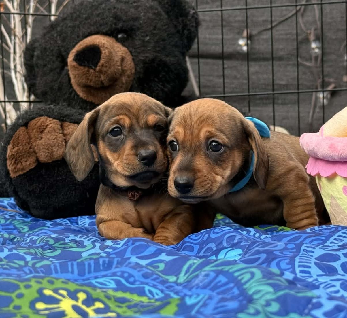 Miniature Dachshunds- Easter Puppies!