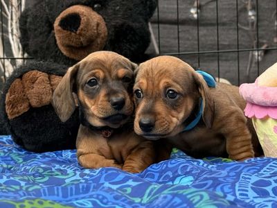 Miniature Dachshunds- Easter Puppies!