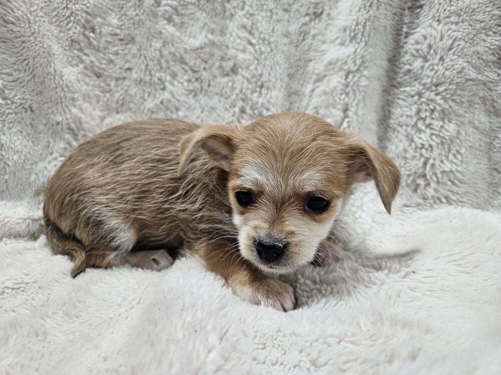 Boy Chorkie puppy