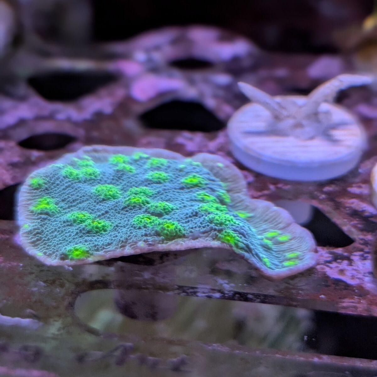 Hollywood Stunner Chalice coral