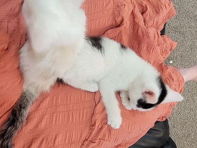 Two beautiful 8 week kittens.