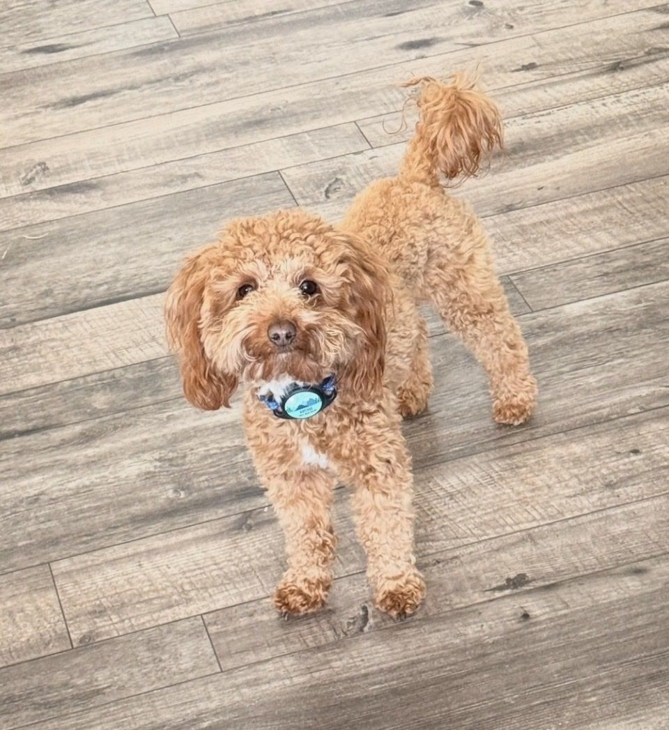 Micro Golden Doodle Stud