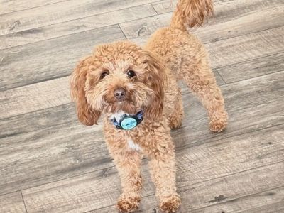 Micro Golden Doodle Stud